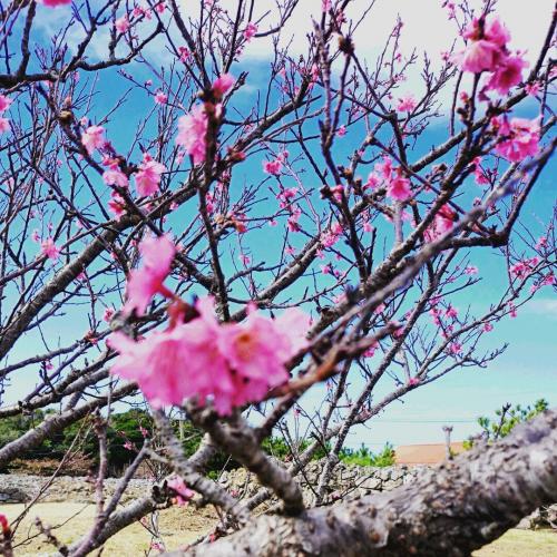 私の願いが叶った沖縄旅！念願のホエールウォッチングと寒緋桜と絶景カフェをリベンジ。