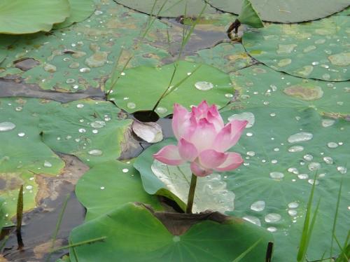 2015夏の旅行はバンコク&amp;ホーチミン-<7> ホーチミン7区でのんびり