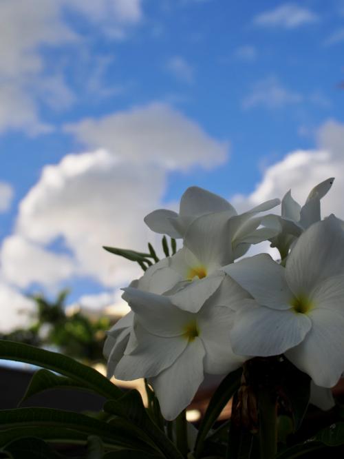 ２０１７年GW 子連れ８人ハワイ⑥