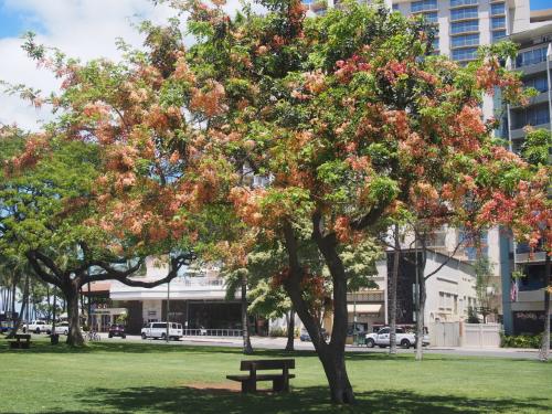 ２０１７年GW 子連れ８人ハワイ⑦