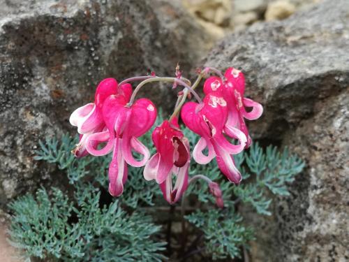 コマクサ咲乱れる本白根山と草津温泉