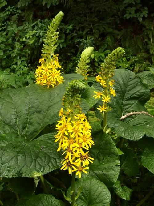 花から花へ　晩夏の白馬五竜高山植物園＆姫川源流自然探勝園を訪ねる　姫川源流自然探勝園編　おまけに猿投山きのこまつり