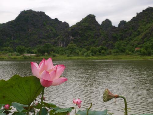 ニンビン、お花見。ベトナムの花と言えば、ハス。蓮の花を求めて早朝ツーリング。
