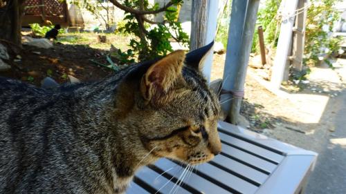 福岡の猫パラダイス島である『相島』に久し振りに再訪して見た。【猫を探しに相島散策＆島カフェで昼食編】
