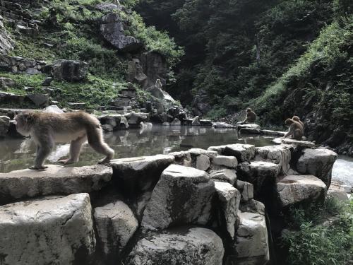 地獄谷野猿公苑ウォーキング。温泉に浸からないサルばかり