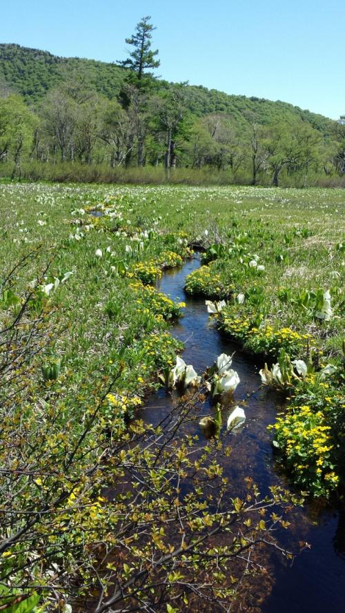 奇跡の尾瀬　新緑満喫の旅