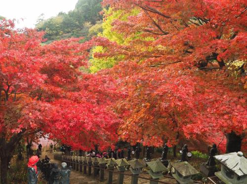 紅葉の大山寺・阿夫利神社下社と大山日帰り登山