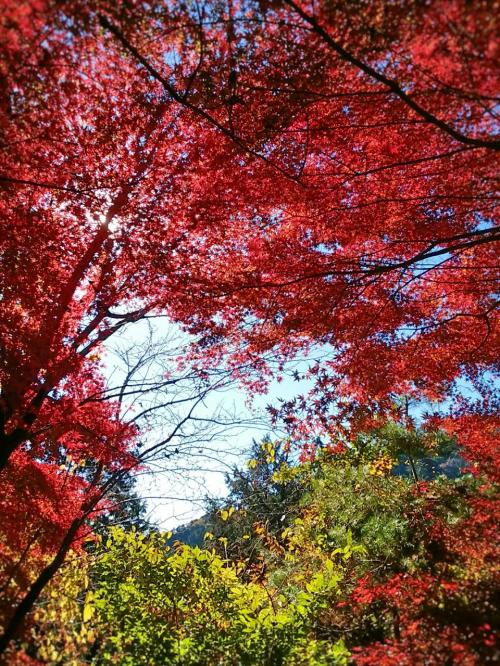 紅葉真っ盛り！トリッキーな高尾山