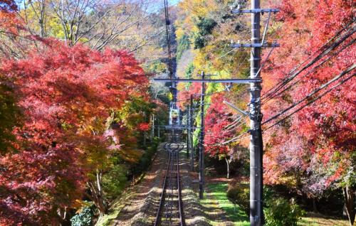 ［秋の休日］紅葉まっさかりの高尾山でプチ・ハイキング