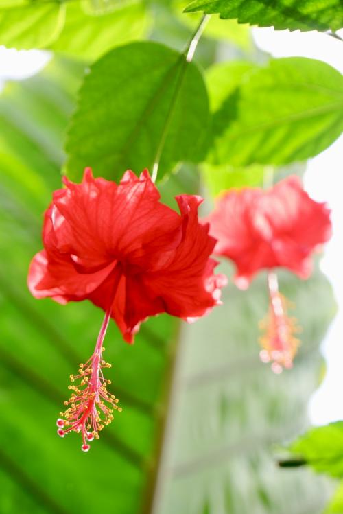 16回目のバリ！9日目 最終日までカフェごはん