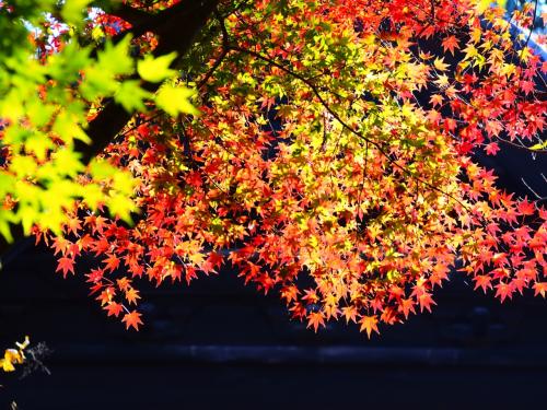 おとぎの国のようだった鎌倉の獅子舞と訪れる人が少ない妙心寺の紅葉