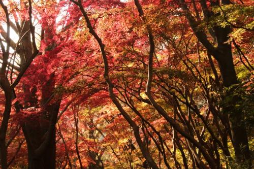 鎌倉の紅葉めぐり ～雑木林が真っ赤に染まる獅子舞~