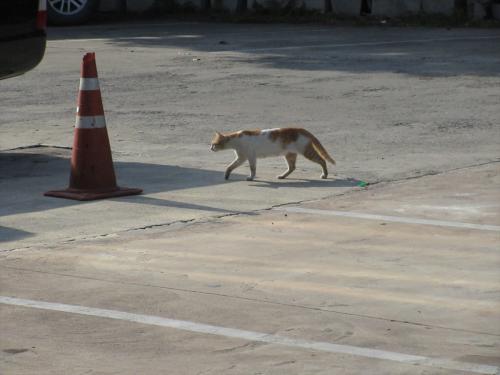 猫探し【タイ（バーンセーン・ビーチとワイナリー・Bang sean beach &amp; Winary)編】