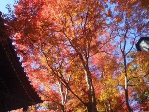 高尾山　紅葉狩り