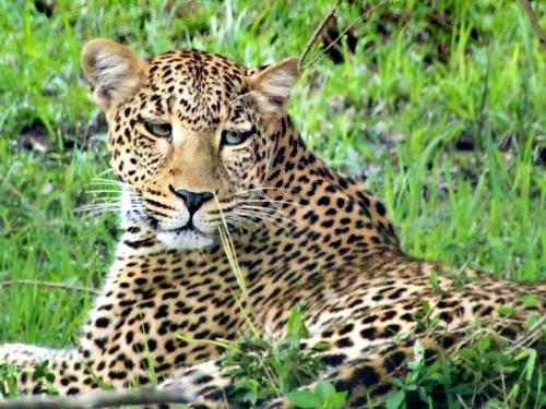 9歳子連れケニア母子旅行(前)