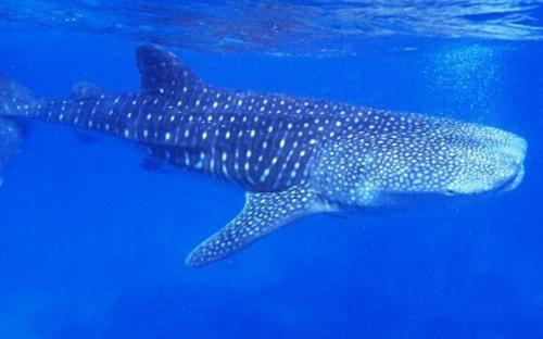 幼児連れ 初セブ島旅行3日目 ジンベイザメ①