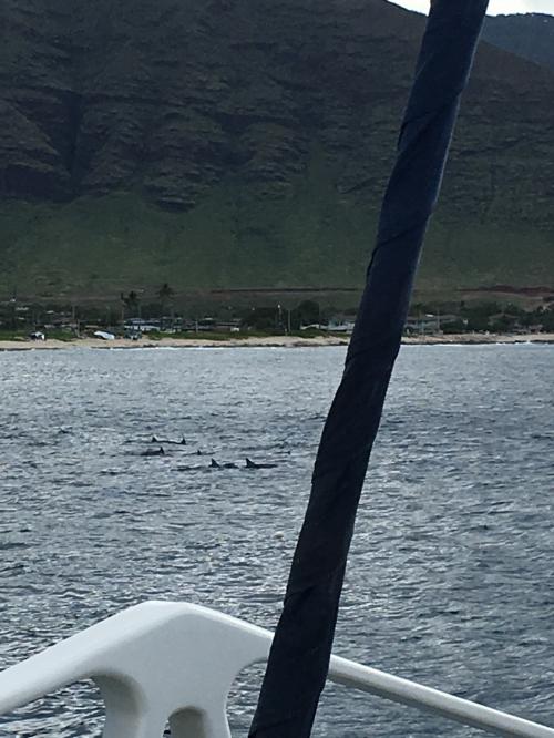 小1と7ヶ月児と行くのんびりハワイ 4日目