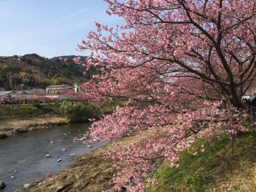開花は早め、満開までは遅め河津桜祭2018