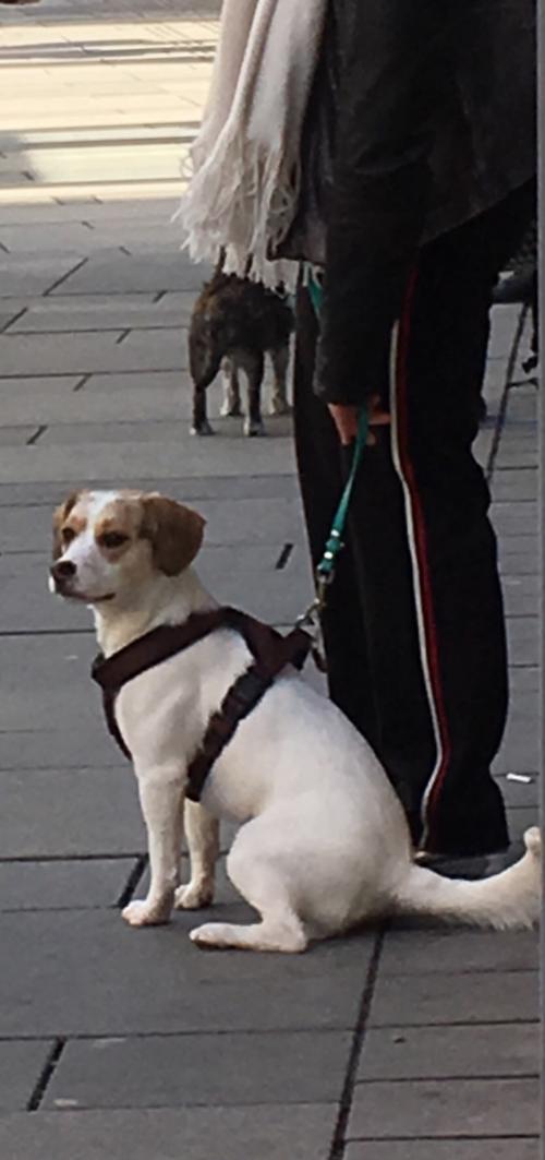 ウィーン48時間!! 4つのコンサートの合間に観光、弾丸どこまで高密度? （後編）