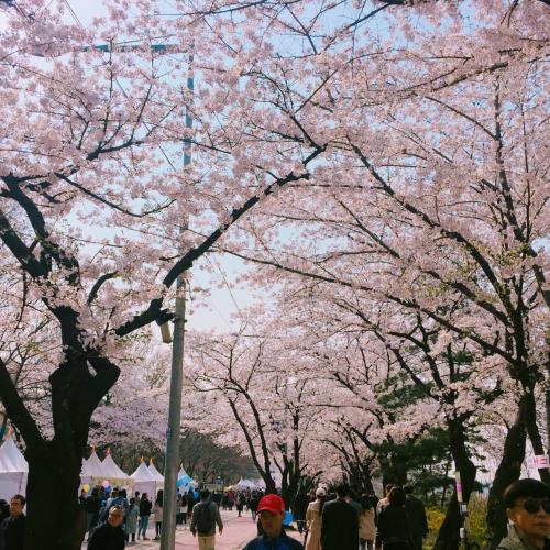 桜を見にソウルへ 2018年4月②