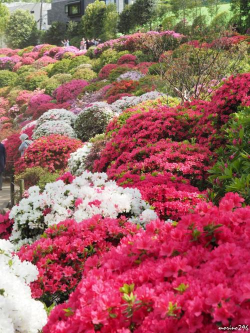 ツツジも藤の花も見頃は早そうです＠根津神社、亀戸天神