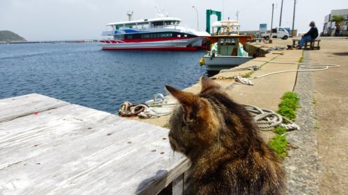 福岡の猫パラダイス島である『相島』に３度目の訪問【猫を探しに相島散策後編】