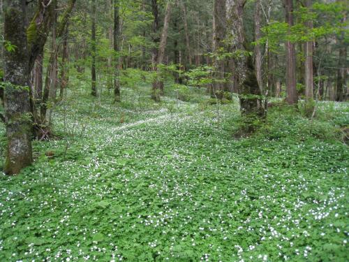 上高地のニリンソウの花