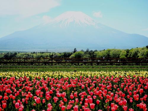 富士山ドライブ 富士芝桜まつり　花の都公園