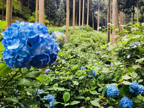御岳山とアジサイ鑑賞ハイキング