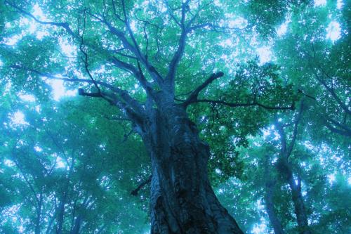 新緑に癒された5月の東北旅行 （３）白神の森を独り占め