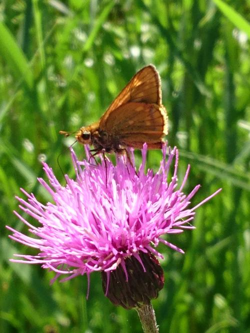 はるかな尾瀬～～をちょっとだけ散策  ( ´艸｀):･'ﾟ☆｡.::･'ﾟ★｡.::･'ﾟ☆｡