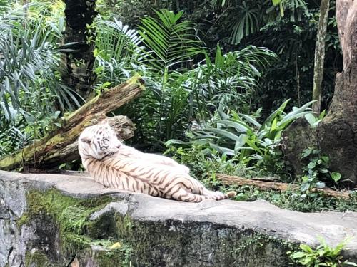 2018 シンガポール5日間⑥　3日目：シンガポール動物園･ナイトサファリ