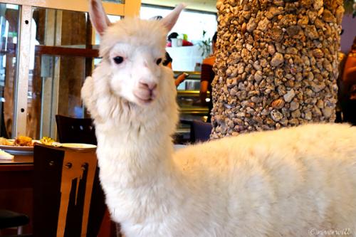 台湾唯一のアルパカカフェ「Oia伊亞藝術咖啡館」