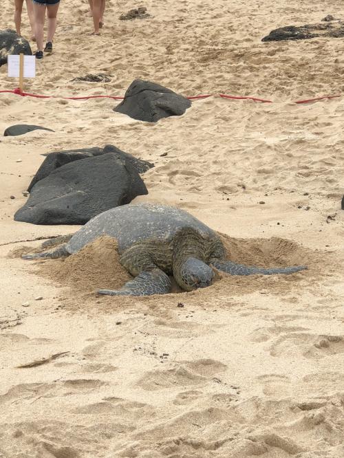 帰ってきたよ! ファミ旅ハワイ! パート2 【7日目】