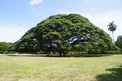 夏休み’18は初ハワイへ！【サンデーブランチ、モアナルアガーデンのピクニック】