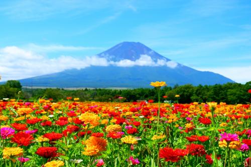 富士山と花畑！満開の百日草、ひまわり、黄花コスモス！