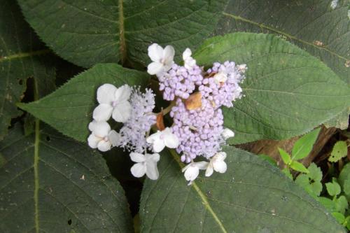 天園ハイキングコースの紫陽花
