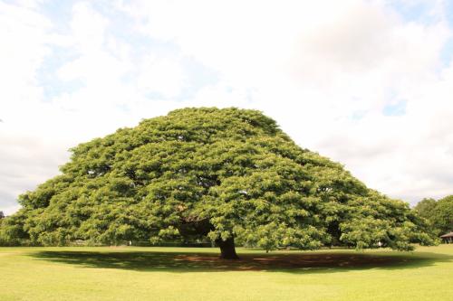 家族でゆったりワイキキコンドミニアムステイ！ホノルルマラソン2017