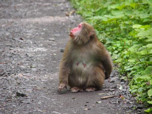 さわやか信州号で行く１泊３日上高地～河童橋から横尾まで～