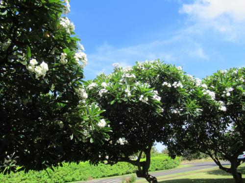 三世代で楽しむコオリナ　マリオット　ビーチクラブ！定番のドール　パイナップル　プランテーションのトレインと カフクファーム