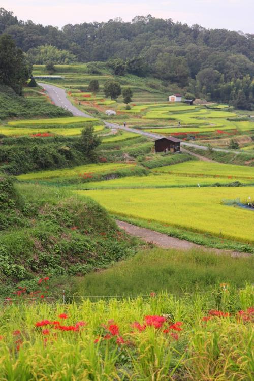 曼殊沙華の群生を求めて（キトラ古墳・稲渕）