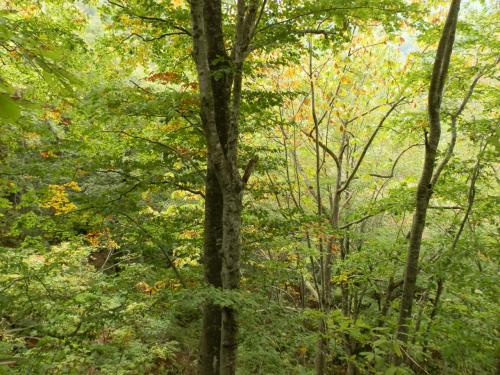 世界自然遺産25周年の白神山地を行く