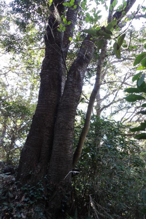 鎌倉広町緑地－うさぎ山