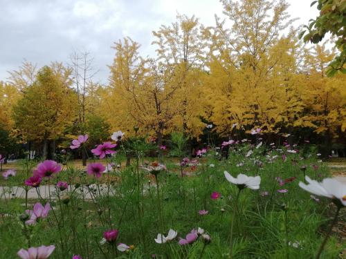 久しぶりソウル本編『秋真っ盛りのソウルで食べ歩き』