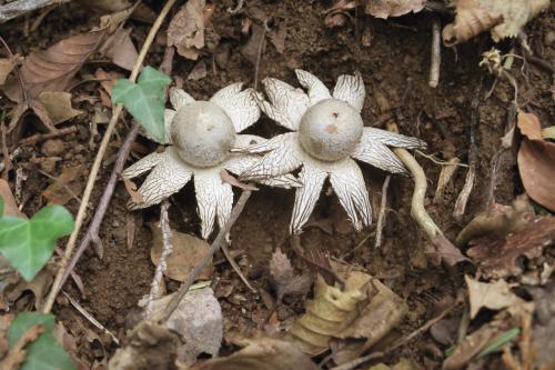 Japan　高尾の謎の生物たち