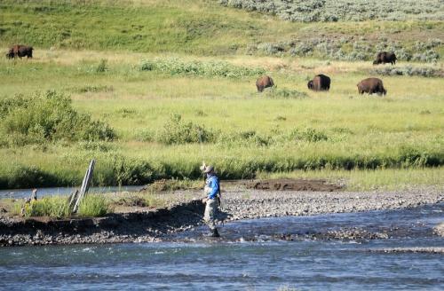 イエローストーン国立公園でフィッシング. ラマー川でバイソンと釣り編 Fishing with Bison in Lamar River, Yellowstone National Park