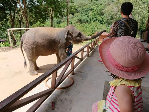 プール三昧🎵1歳子連れのプーケット#2象乗り アイランドサファリ