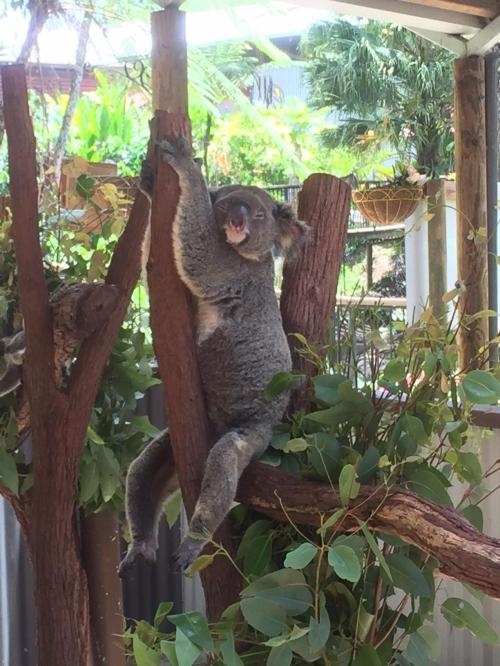 【オーストラリア】1/3作目　゜*・そうだ！ケアンズへ行こう！キュランダ高原と、熟睡のコアラくん編・* ゜