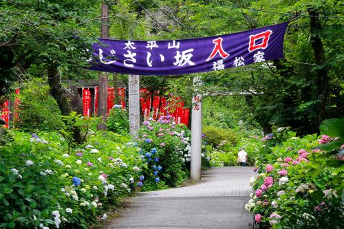 栃木市・太平山・あじさいハイキング