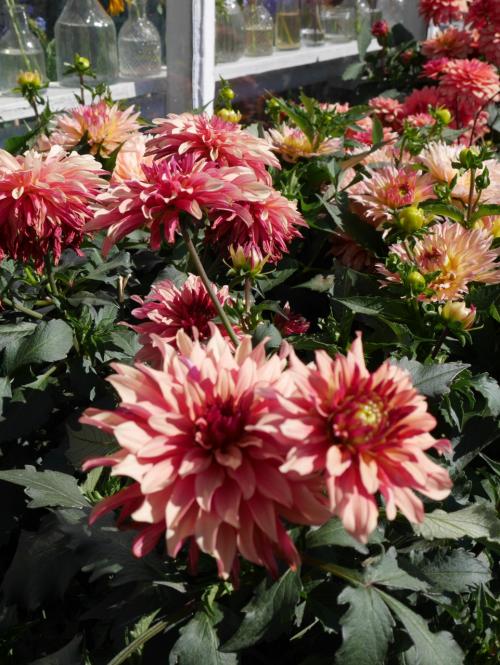 ローゼンダール・ガーデンで自然を満喫（2018夏）